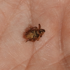 Curculio venosus