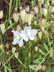 Delphinium variegatum