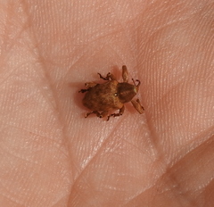 Curculio venosus