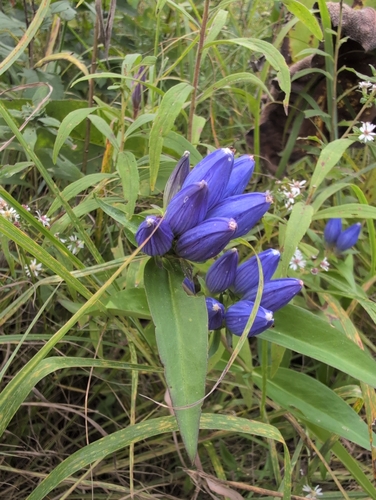 closed bottle gentian