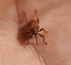 Curculio venosus