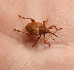 Curculio venosus
