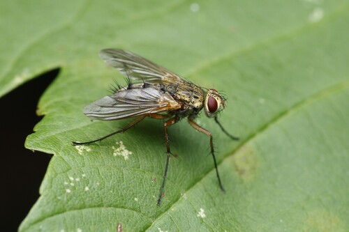 Dexiosoma caninum