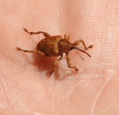 Curculio venosus