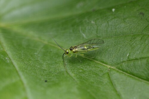 stigma barklouse