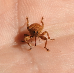 Curculio venosus