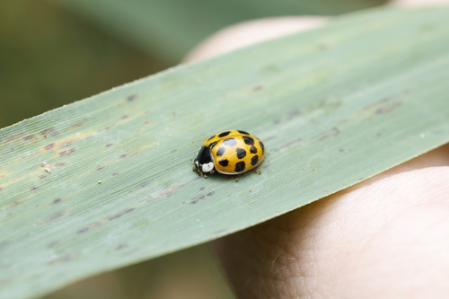 Asian Lady Beetle