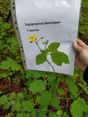 Chelidonium majus