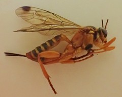 Echthromorpha agrestoria