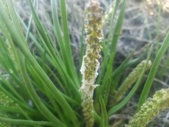 Triglochin concinna concinna