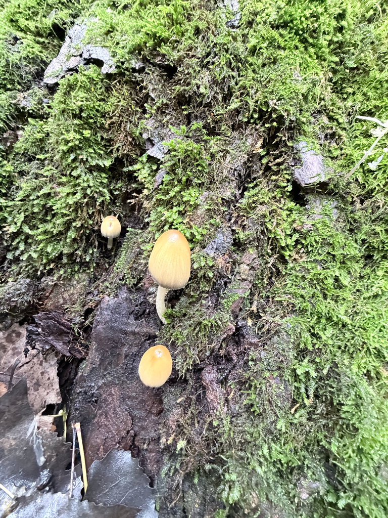 mica cap · September 2026 · photo: Photo: (c) Erica Tava Johnson, some rights reserved (CC BY) · iNaturalist