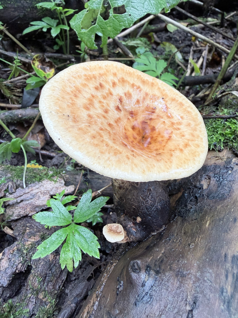 Dryad's Saddle · September 2026 · photo: Photo: (c) Erica Tava Johnson, some rights reserved (CC BY) · iNaturalist