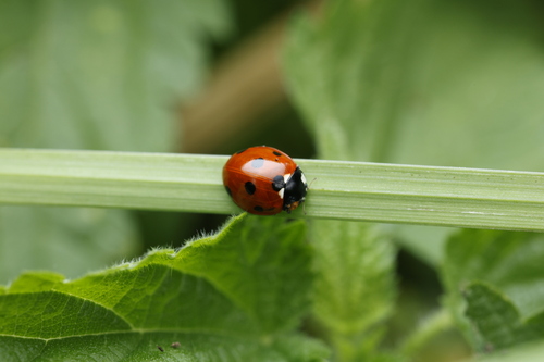 Seven-spotted Lady Beetle