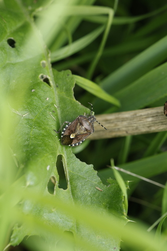 Sloe Bug