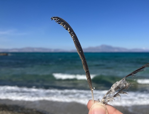Plume de Hirondelle rousseline
