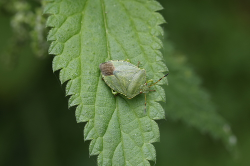 Green Shield Bug