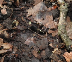 Philonthus decorus