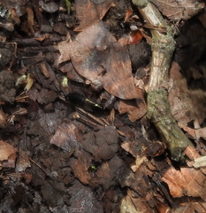 Philonthus decorus