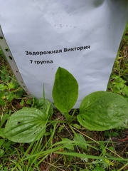 Plantago major