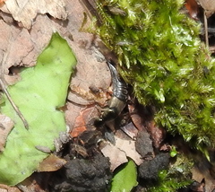 Philonthus decorus