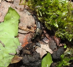 Philonthus decorus