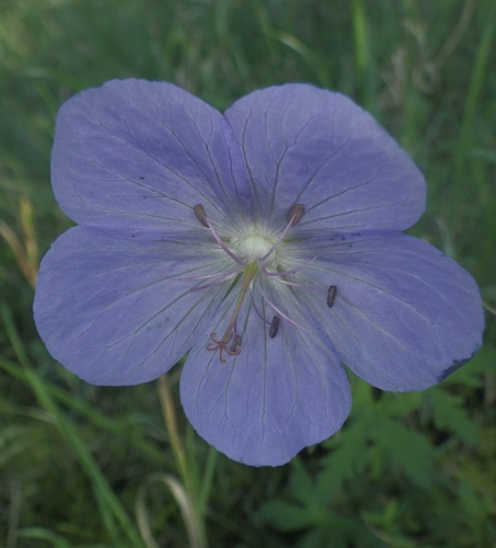 Meadow Crane's-bill