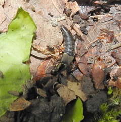 Philonthus decorus