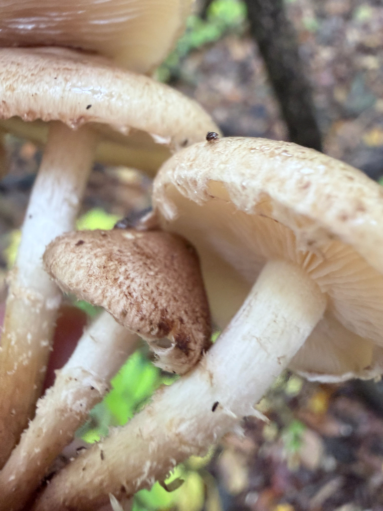 Pholiota angustipes