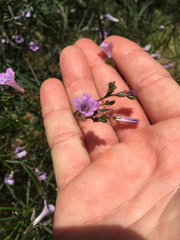 Eriodictyon altissimum