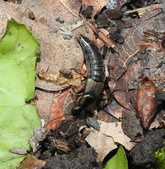 Philonthus decorus