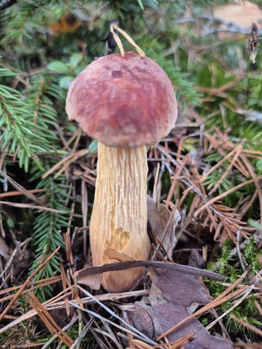 Aureoboletus projectellus