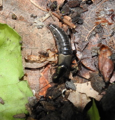 Philonthus decorus