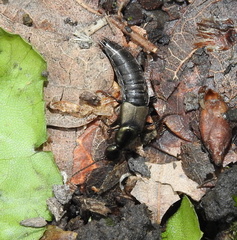 Philonthus decorus