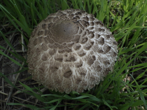 Parasol