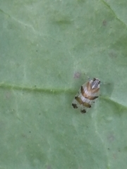 Tachycixius venustulus