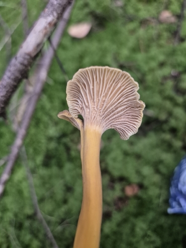 Yellowfoot