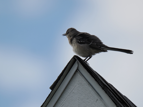 Northern Mockingbird