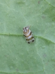 Tachycixius venustulus