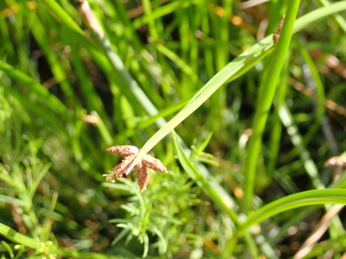 Schoenoplectus americanus observed 2026-09-27