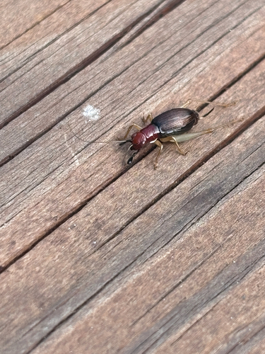 Red-headed Bush Cricket
