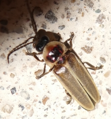 Photinus signaticollis