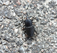 Sphenophorus striatopunctatus