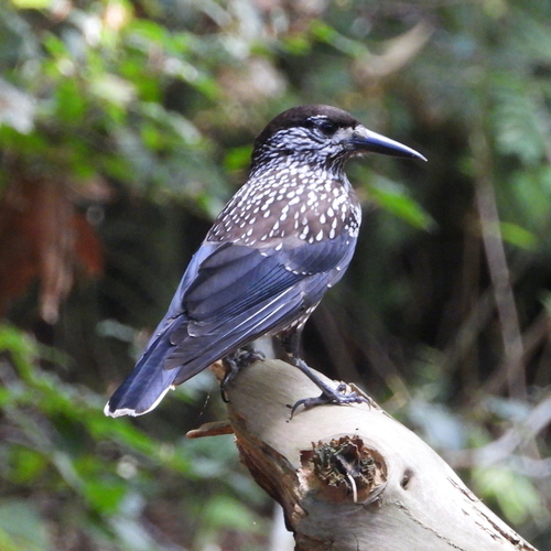 Northern Nutcracker