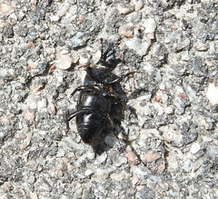 Sphenophorus striatopunctatus
