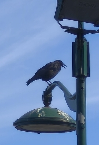Carrion Crow
