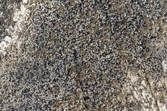 Lecanora hypoptoides