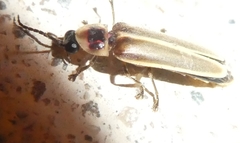 Photinus signaticollis