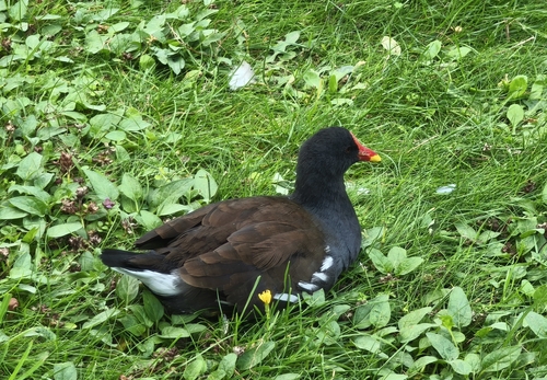Eurasian Moorhen
