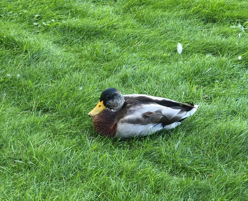Mallard