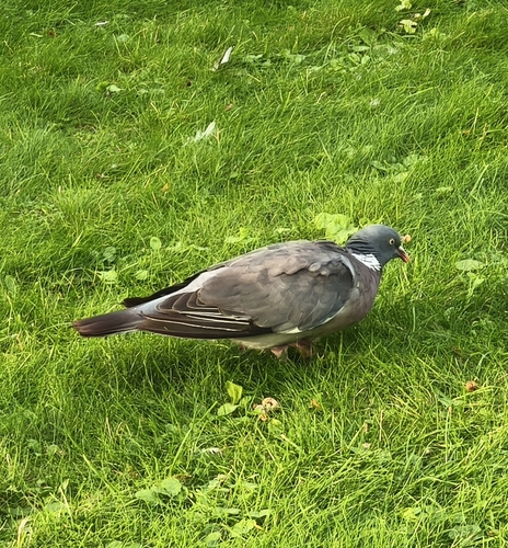 Common Wood-Pigeon